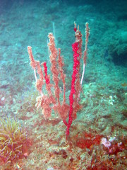 eunicella