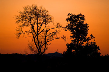 Naklejka premium Evening tree sunset sunrise orange sky