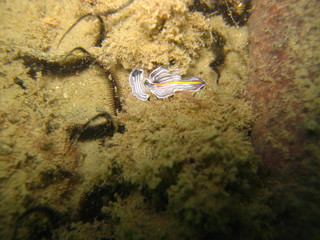 prostheceraeus