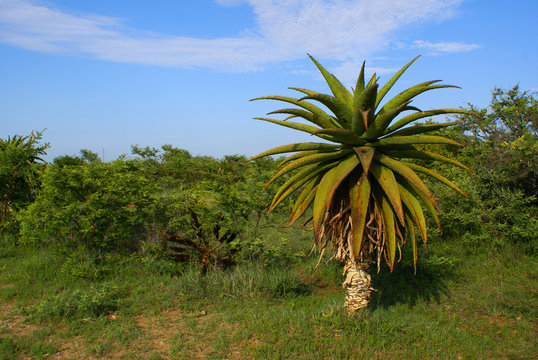 African landscape with accacias and aloe tree