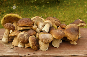 Mushrooms(Boletus edulis)