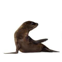 Naklejka premium sea-lion pup (3 months)