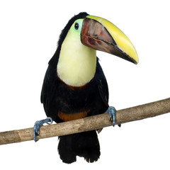 Swainson's Toucan
