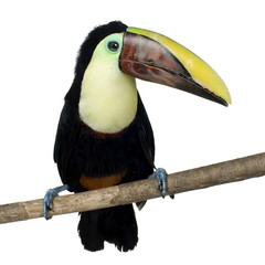 Swainson's Toucan