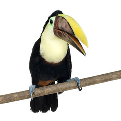 Swainson's Toucan