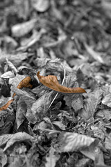 Der goldene Herbst