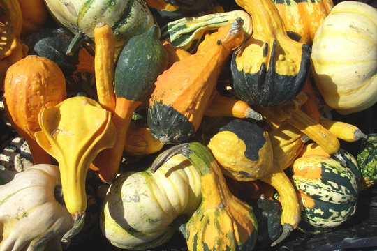 coloquintes