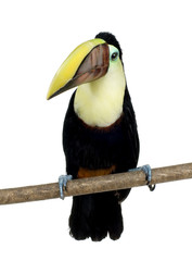 Swainson's Toucan