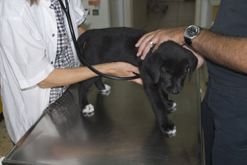 Labrador puppy getting examined