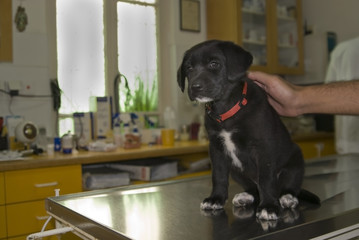 Puppy waiting for check up