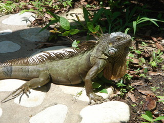 Iguane geant