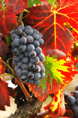 Grapes and autumn red leaves in a vineyard