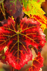 Red autumn grape leaves