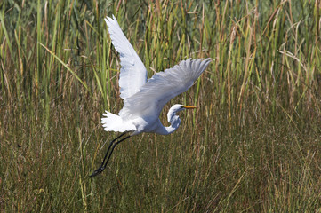 the egret