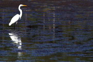 egret the great