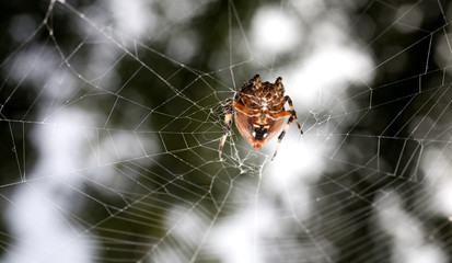 orange spider and web