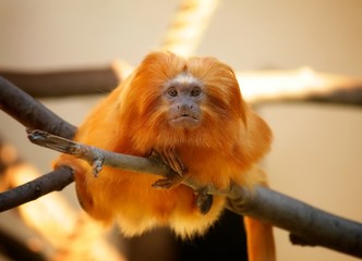 Golden Lion Tamarin