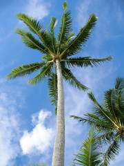 Fototapeta premium Palm Trees In The sky