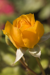 Yellow rose