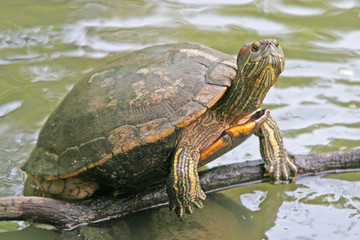 Obraz premium Tortoise