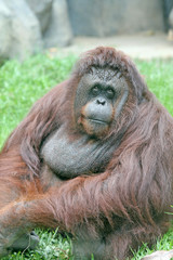 Orangutan