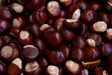 Kastanie 02
