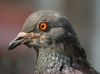 Macro of Pigeon Head