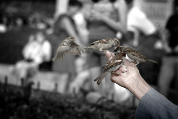 Old Man Feeding Sparrows, Low Saturation with Black and White