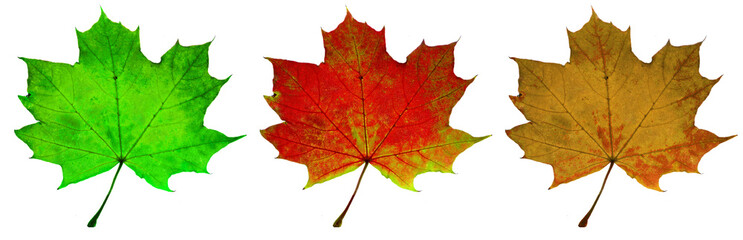 life and death of an autumn leaf