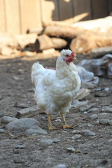 hen on barnyard