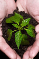 hands holding a newly born plant, close-up