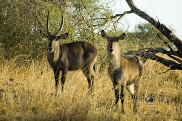 Water Bucks in the Serengeti