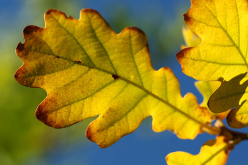 Yellow oak-tree foliage - autumn detail