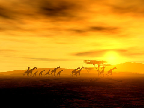 Giraffen auf der Wanderung 