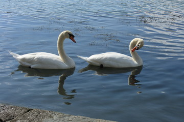 Les deux cygnes