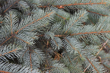 Naklejka na ściany i meble Branches of a blue spruce