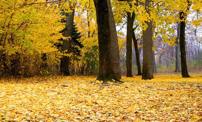 Yellow Colored Trees