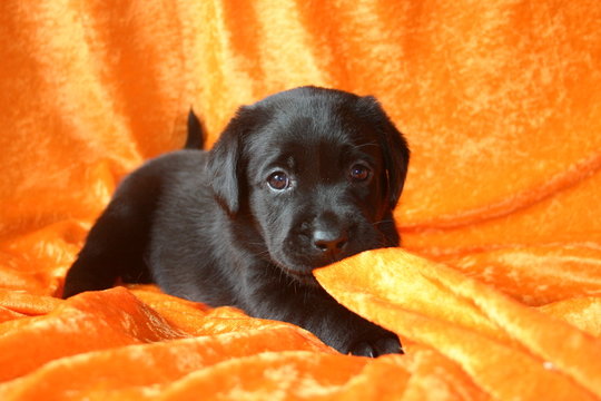 40 Best Labrador Noir Images Stock Photos Vectors Adobe Stock