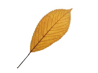 yellow leaf