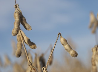 Fall Harvest: Soybeans