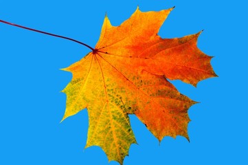 Autumn maple leave