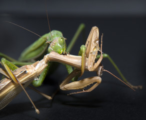 Gottesanbeterin beim Hochzeitsmahl