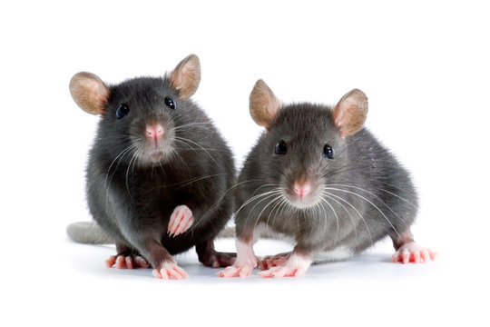 Imágenes de Two Mouses: descubre bancos de fotos, ilustraciones, vectores y  vídeos de 13,407 | Adobe Stock