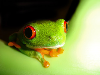 Obraz premium frog closeup on white