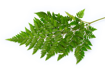 Fototapeta premium fern