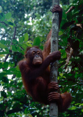 Orang Utan 