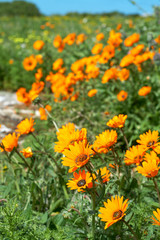 Bunch of orange wild flowers