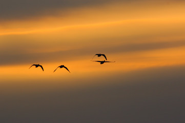Migration des oies au coucher du soleil contre jour
