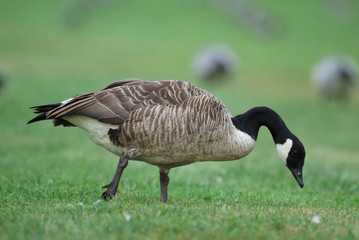 bernache nonette oie