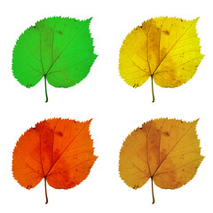 life and death of an autumn leaf